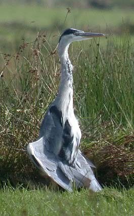 Blauwereiger020904